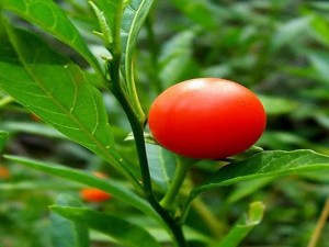 Ashwagandha Herb Ashwagandha Herb