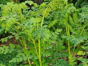 Moringa Moringa